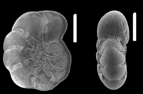 Cribroelphidium excavatum (Terquem 1876), S5, sequenced specimen