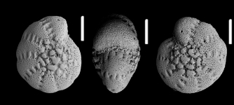 Cribroelphidium inflatogunteri Hayward and Langer 2025 holotype,