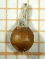 Nutlet of Rhynchospora glaziovii Silva Filho 1401 (ICN 173198) Brazil 1, author: Pedro Joel Silva da Silva Filho