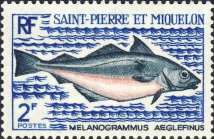 Melanogrammus aeglefinus