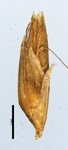 Spikelet of Rhynchospora crinigera Smith 13654 (NY 636708) Brazil 1