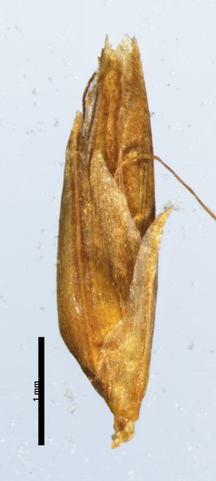 Spikelet of Rhynchospora crinigera Smith 13654 (NY 636708) Brazil 1