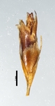 Spikelet of Rhynchospora nardifolia Roth 16519 (NY 00939338) Brazil 1