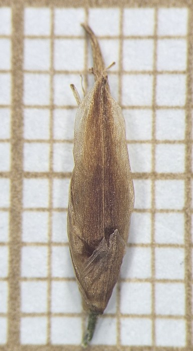 Spikelet of Rhynchospora organensis  Silva Filho 2328 (SMDB 21820) Brazil 1