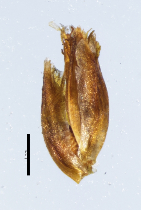 Spikelet of Rhynchospora praecincta Burkart 29762 (NY 3108218) Argentina 1