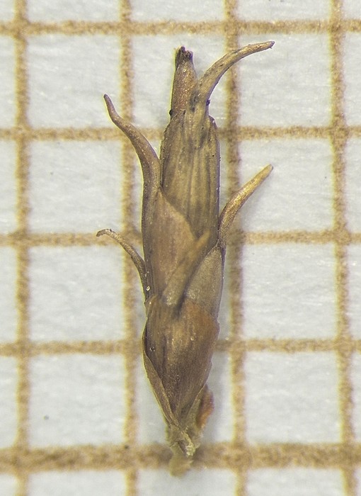 Spikelet of Rhynchospora recurvata  Longhi-Wagner 9985 (SMDB 17437) Brazil 1