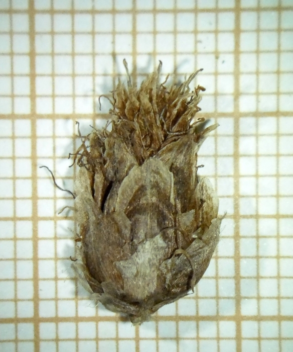 Spikelet of Rhynchospora robusta Dombrowski 6669 (MBM 174918) Brazil 1