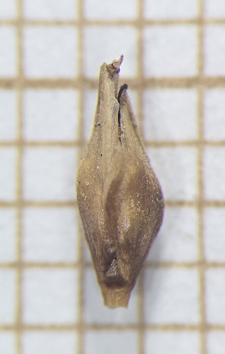 Spikelet of Rhynchospora speciosa  Longhi-Wagner 9569 (SMDB 17476) Brazil 1