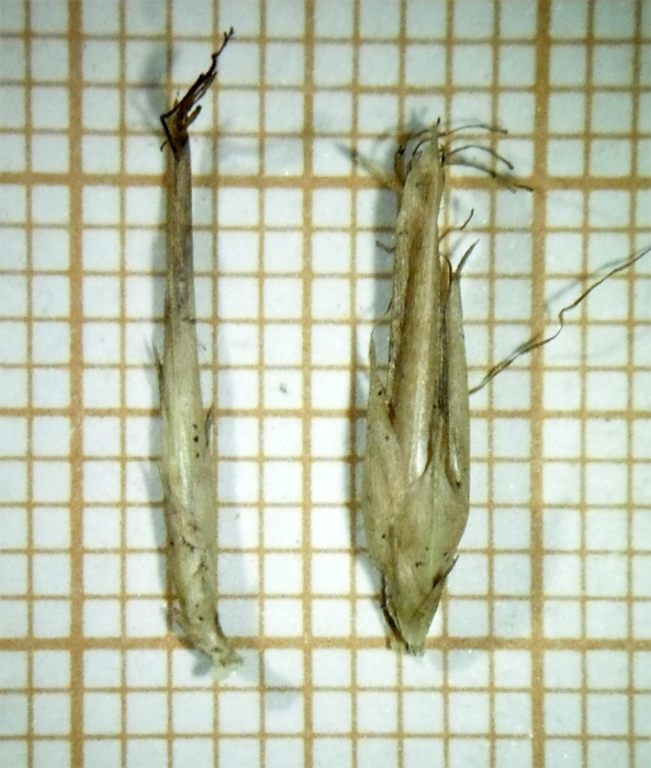 Spikelet of Rhynchospora splendens N. Silveira 137 (HAS83111) Brazil 1