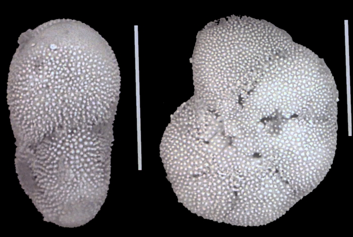 Cryptoelphidiella daisyana Langer and Hayward 2025, unsequenced specimen, France
