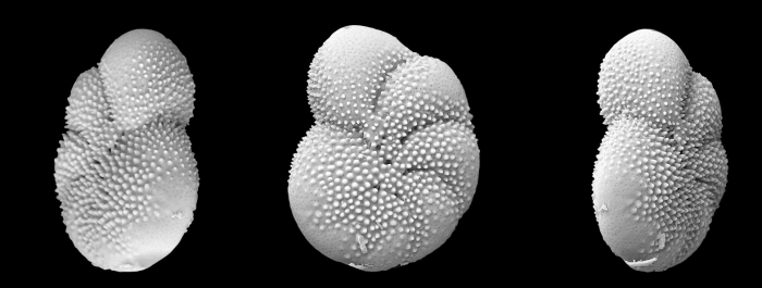 Cryptoelphidiella daisyana Langer and Hayward, 2025, unsequenced holotype