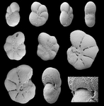 Cryptoelphidiella daisyana Langer and Hayward, 2025, unsequenced paratypes