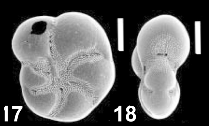 Cryptoelphidiella limpida (Shchedrina in Shchedrina and Lukina 1984), unsequenced specimen, Japan