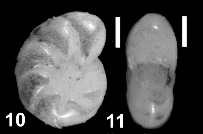 Nonion pauciloculum ssp. albiumbilicatum Weiss 1954 holotype