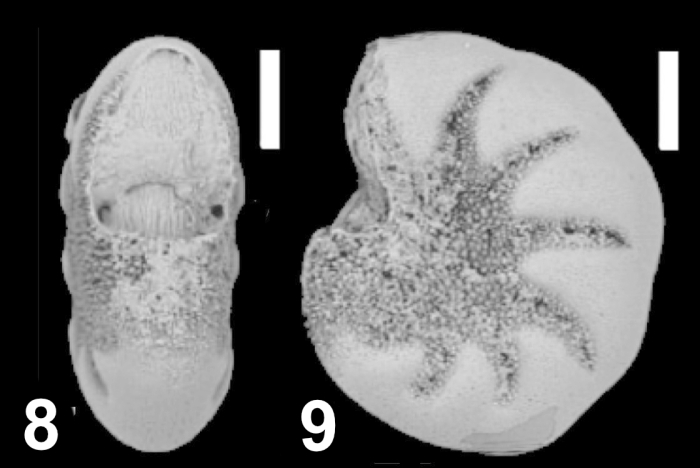 Cryptoelphidiella paucilocula (Cushman 1944) unsequenced specimen, Russia