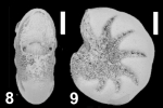 Cryptoelphidiella paucilocula (Cushman 1944) unsequenced specimen, Russia
