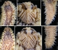 Pherecardia distincta (Hoagland, 1920) non type specimen, ZMHV12095 in Salazar-Vallejo et al 2025