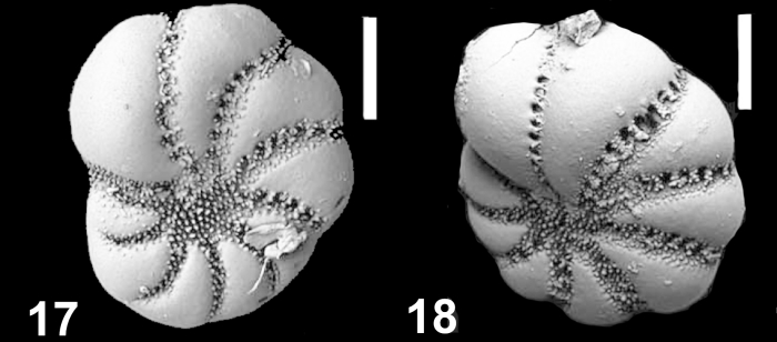 Cryptoelphidiella schweizerae Hayward and Langer 2025, unsequenced paratypes