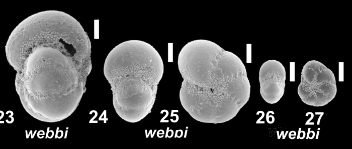 Cryptoelphidiella webbi (Majewski in Majewski and Tatur 2009), unsequenced specimens