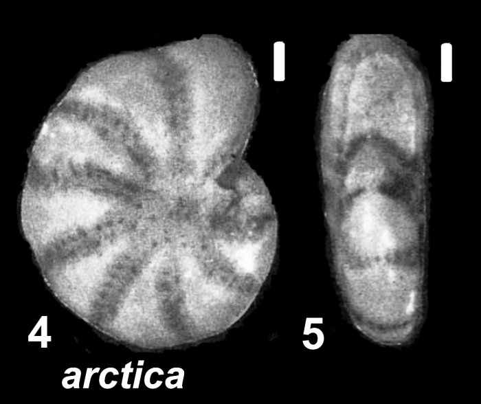 Elphidiella arctica (Parker and Jones 1864), unsequenced specimen