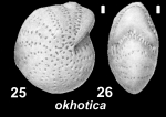 Saidovella okhotica Voloshinova and Kusnetsova, 1970, holotype, 