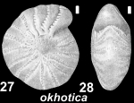 Saidovella okhotica Voloshinova and Kusnetsova, 1970, paratype