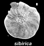 Elphidiella sibirica (Goës 1894), unsequenced specimen, Alaska