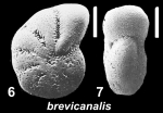 Emayerella brevicanalis (Zheng in Zheng et al. 1978), unsequenced specimen, East China Sea