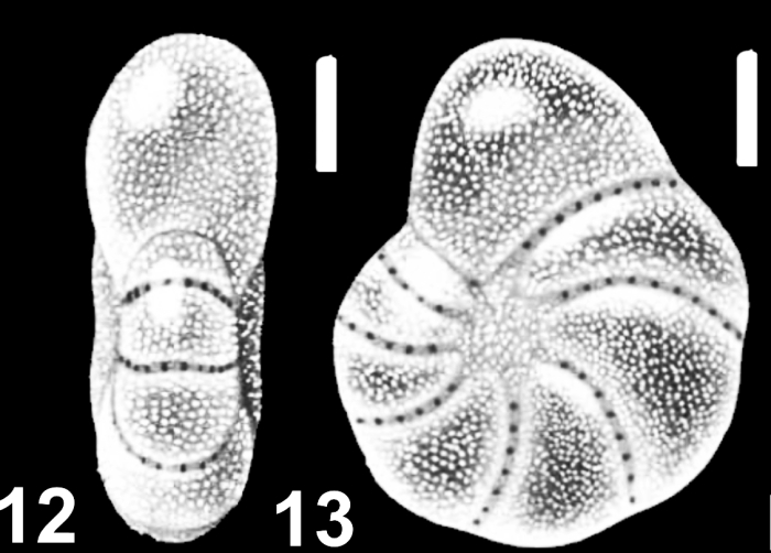 Emayerella frigida (Cushman 1933), unsequenced specimen