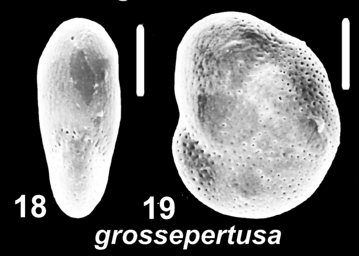 Emayerella grossepertusa (Loeblich and Tappan 1994), unsequenced specimen