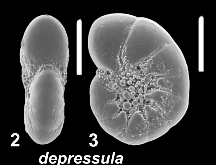 Haynesina depressula (Walker and Jacob 1798), paralectotype