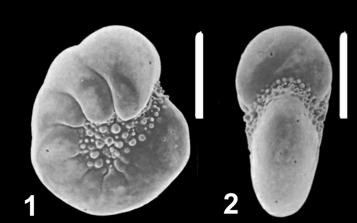 Haynesina glabra (He, Hu and Wang 1965), unsequenced specimen