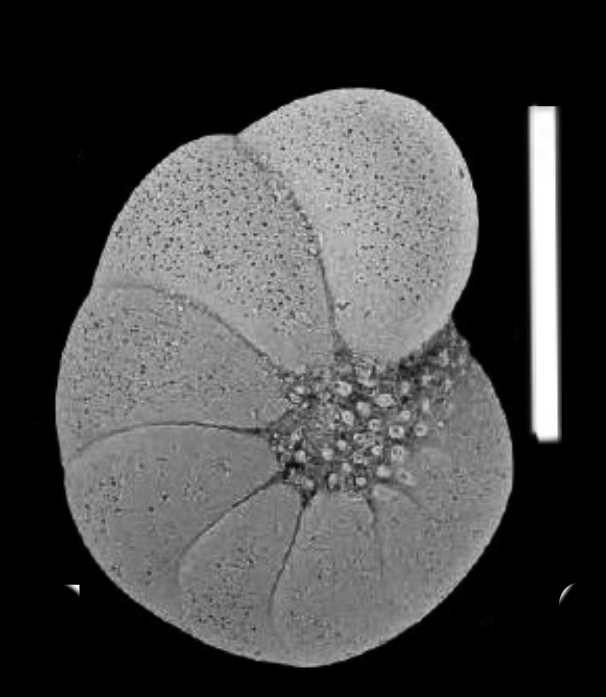 “Haynesina” nivea (Lafrenz 1963), unsequenced specimen, Canada