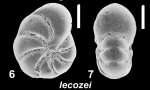 Haynesina lecozei Hayward & Langer 2025, unsequenced holotype