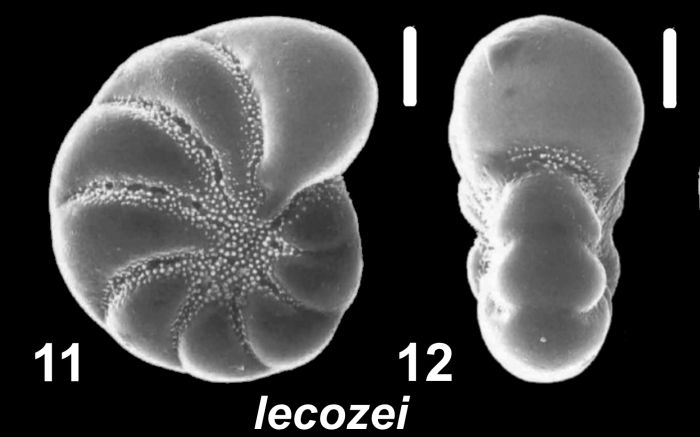Haynesina lecozei Hayward &amp; Langer 2025, unsequenced specimen, Italy