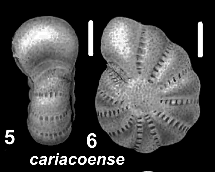 Millettoelphidium cariacoense (Bermúdez and Seiglie 1963), unsequenced specimen, Trinidad