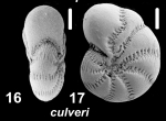 Millettoelphidium culveri Hayward and Holzmann 2025, holotype