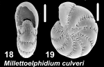 Millettoelphidium culveri Hayward and Holzmann 2025, paratype