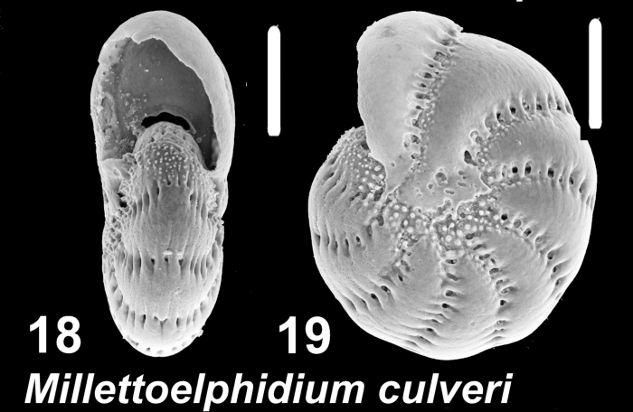 Millettoelphidium culveri Hayward and Holzmann 2025, paratype