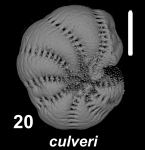 Millettoelphidium culveri Hayward and Holzmann 2025, S51, sequenced specimen, China