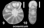 Millettoelphidium oceanicum (Cushman 1933), holotype, 