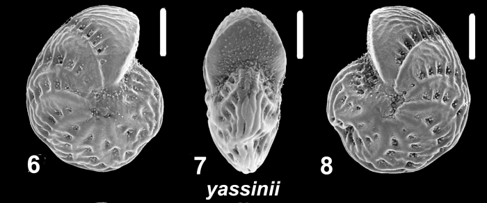 Millettoelphidium yassinii Parker &amp; Hayward 2025, holotype