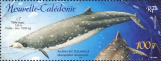 Mesoplodon densirostris, author: Collection Georges Declercq