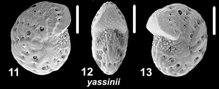Millettoelphidium yassinii Parker and Hayward n. sp., paratype, 