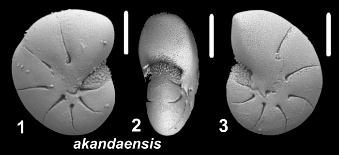 Toddinella akandaensis Langer and Hayward 2025, holotype