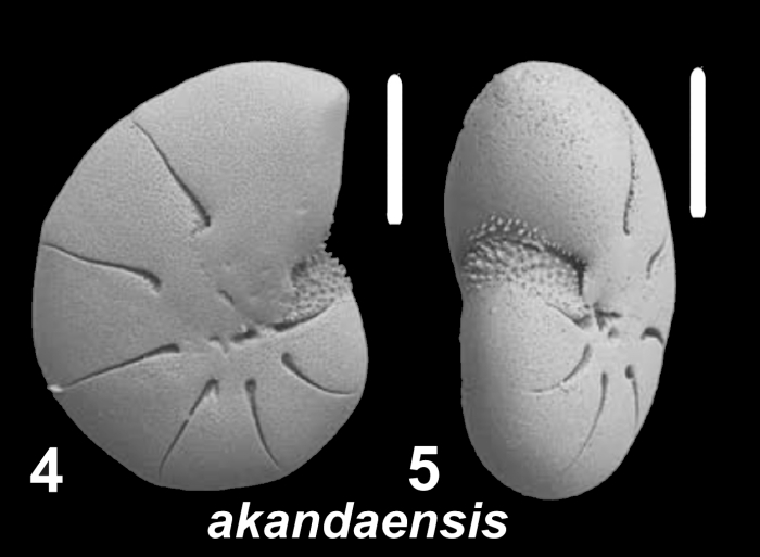 Toddinella akandaensis Langer and Hayward 2025, paratype