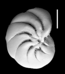 Toddinella darlingae Hayward and Langer, 2025, holotype