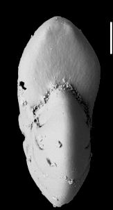 Toddinella darlingae Hayward and Langer 2025, paratype