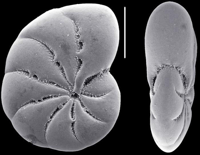Toddinella incerta (Williamson 1858), unsequenced specimen, Germany