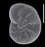 Toddinella incerta (Williamson 1858), S6, sequenced specimen, Scotland, author: Hayward, Bruce W.